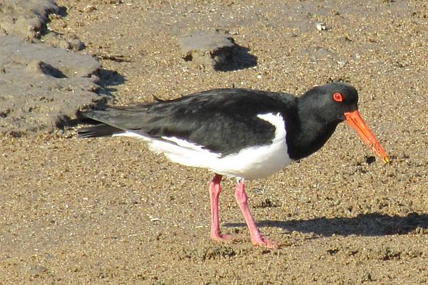 Pied Oystercatcher Ron Clissold