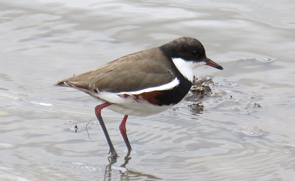 Red-kneed Dotterel Ron Clissold