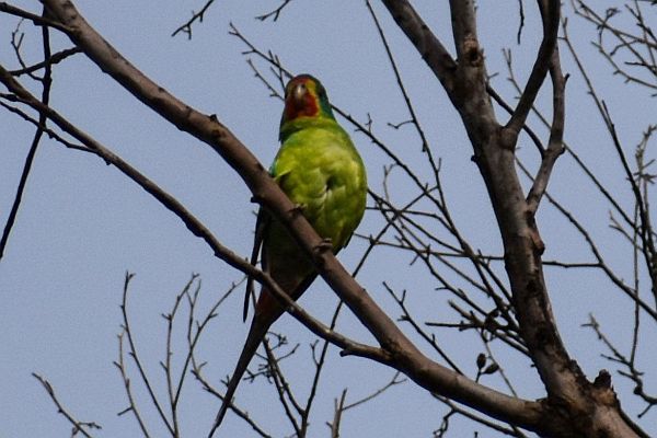 Swift Parrot at Darley Image: Julie Smith