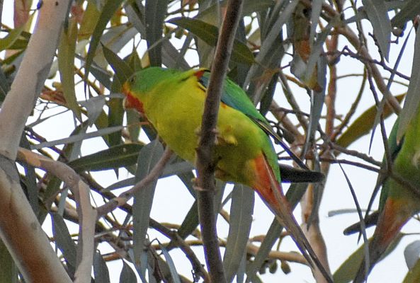 Swift Parrot at Darley 28 July 2021 Image: Julie Smith