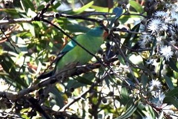 Swift Parrot at Sale, Victoria. Image: James Glover