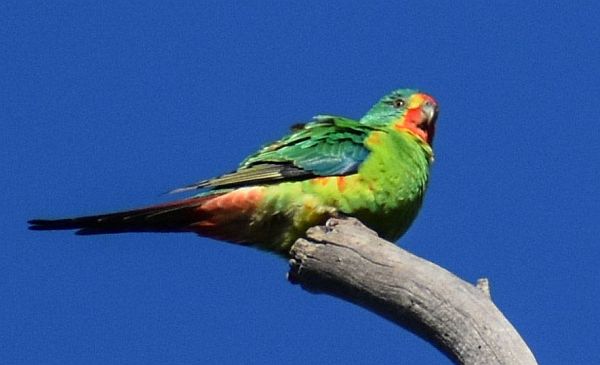 Swift Parrot at Darley 25 July 2021 Image: Julie Smith