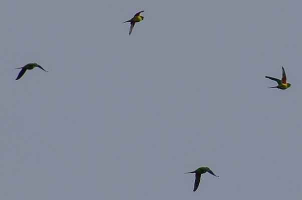 Swift Parrots flying Image: Julie Smith