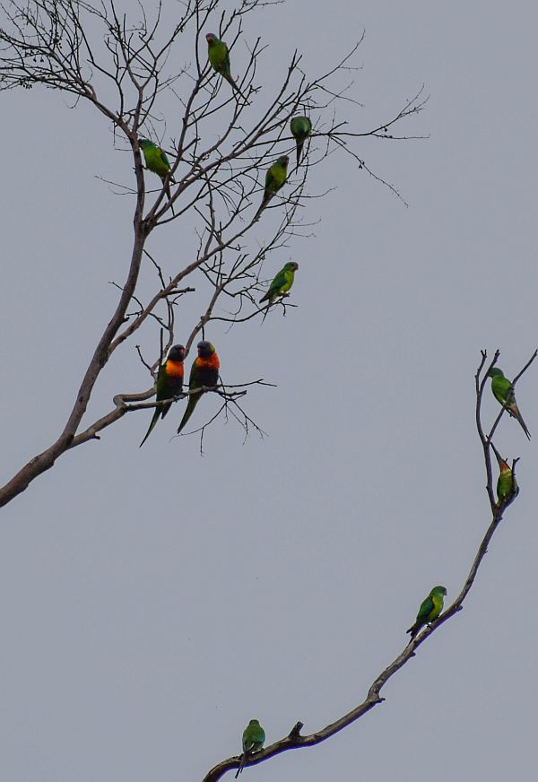 Swift Parrots perched with Rainbow Lorikeets Image: Julie Smith