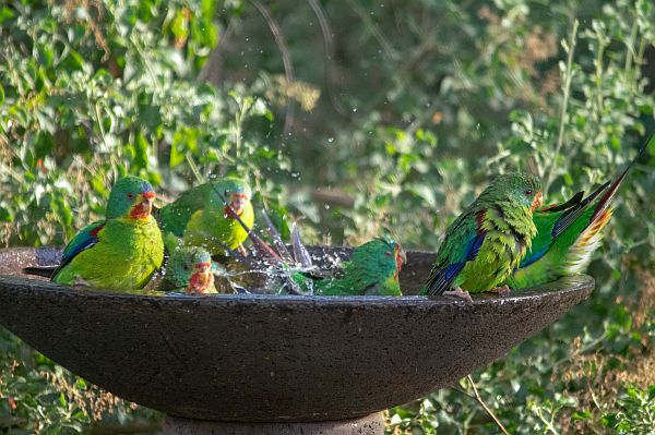 Swift Parrot at Eynsbury Image Leigh Francis