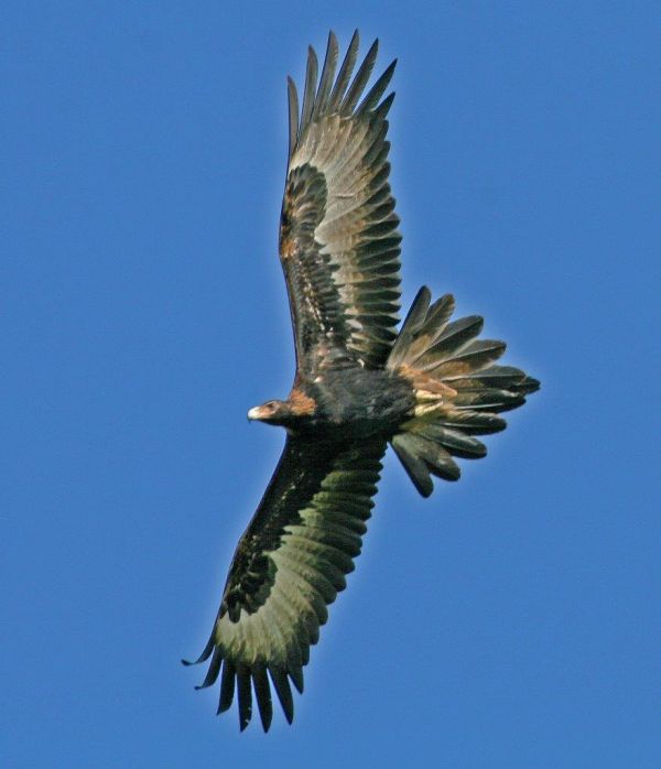 Wedge-tailed Eagle gliding Image Bob McPherson