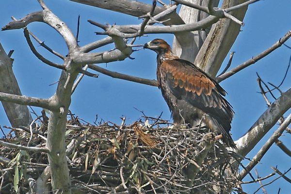 Wedge-tailed Eagle at nest Bob McPherson