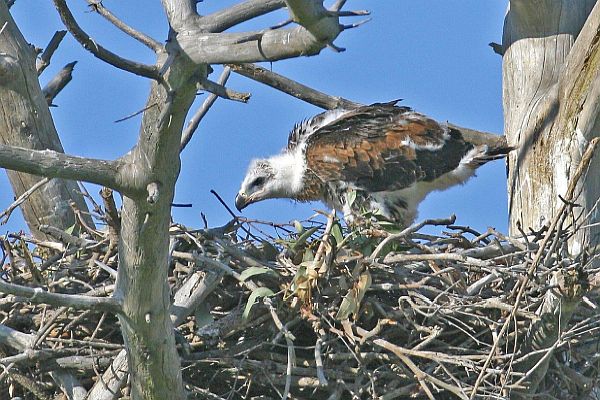 Wedge-tailed Eagle chick - Bob McPherson