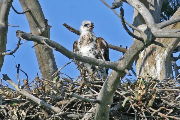 Wedge-tailed Eagle chick Image Bob McPherson