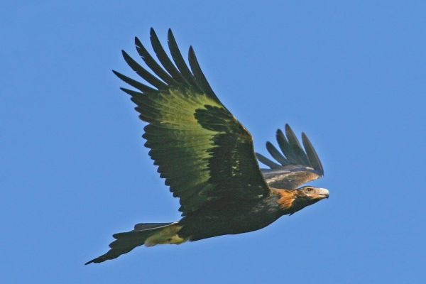 Wedge-tailed Eagle in flight Bob McPherson