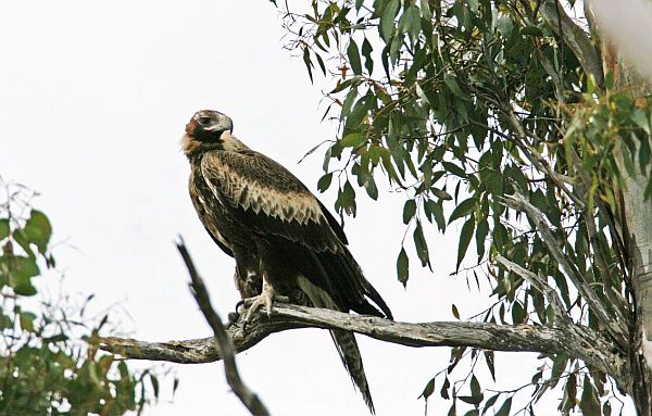 Wedge-tailed Eagle near nest Bob McPherson