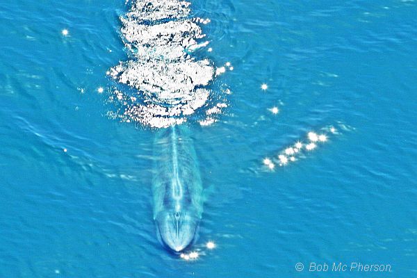 Blue Whale 2 Bob McPherson