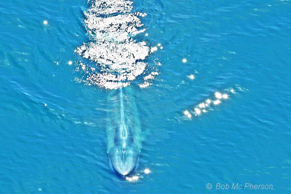 Blue Whale 2 Bob McPherson