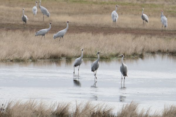 Brolga flock near Lake Bolac Mark Purnell