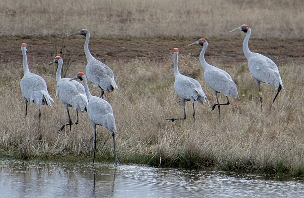 Brolga flock near Lake Bolac May 2022 Mark Purnell