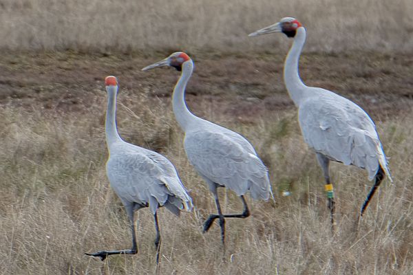 Brolga flock near Lake Bolac May 2022 Mark Purnell