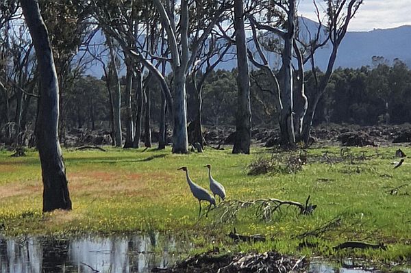 Brolga pair near Cavendish, Victoria, 16 October 2020,Image Rudi Hoffman