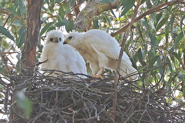 Grey Goshawk (White Morph) fledglings. Image: Bob McPherson