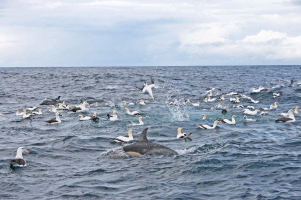 Albatross feeding Bob McPherson