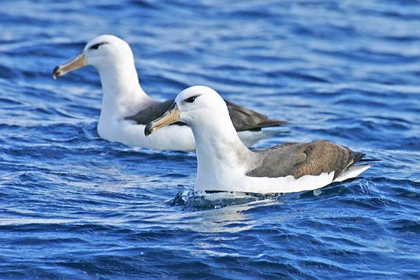 Black-browed Albatross Bob McPherson