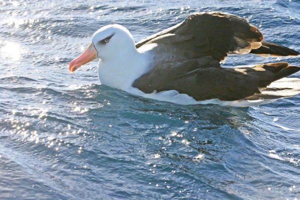 Black-browed Albatross adult Bob McPhersion