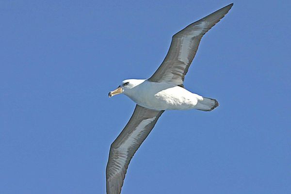 Black-browed Albatross underside Bob McPherson