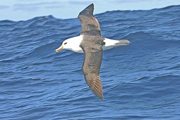 Black-browed Albatross flying Bob McPherson