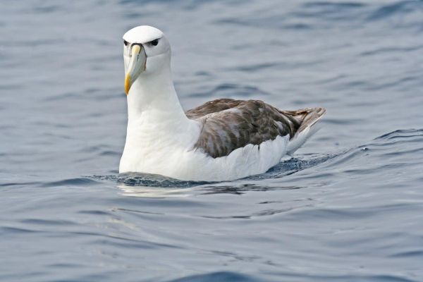 Shy Albatross Bob McPherson