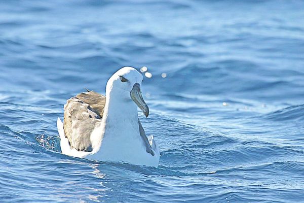 Yellow-nosed Albatross Bob McPherson