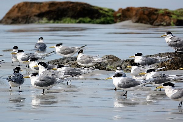 Crested Terns Cape Bridgewater