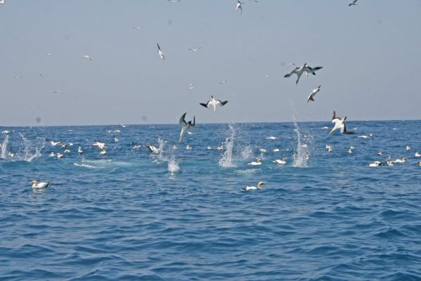 Gannets diving Bob McPherson