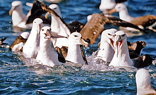 Gannets feeding Bob McPherson