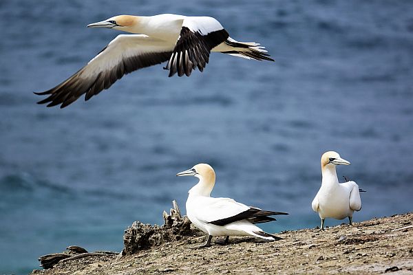 Gannets at Portland