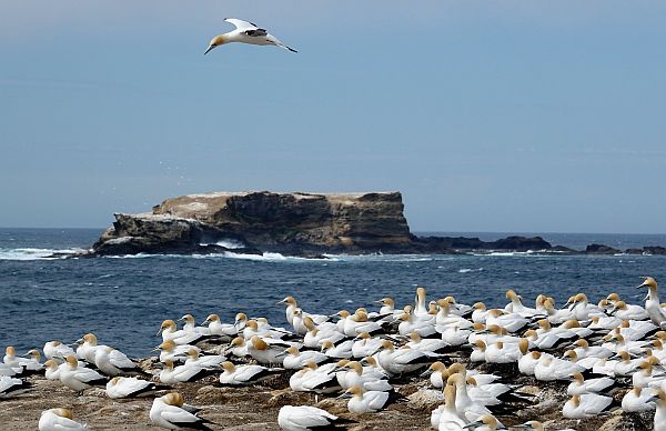 Gannet colony at Portland