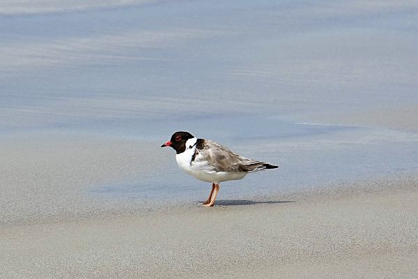 Hooded Plover