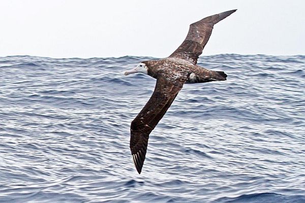 Wandering Albatross juv Image:bob McPherson