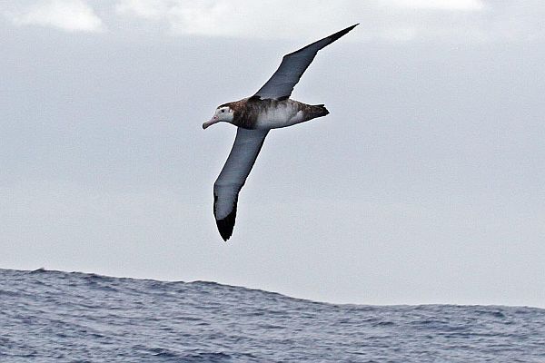 Wandering Albatross Juv. Image: Bob McPherson