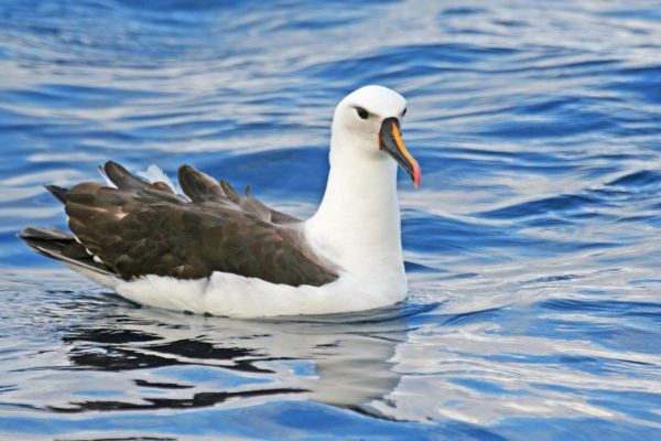 Yellow-nosed Albatross BobMcPherson