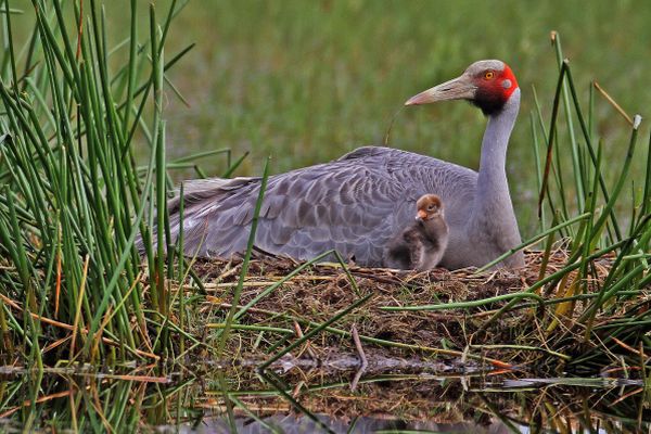 threatened fauna by local government area