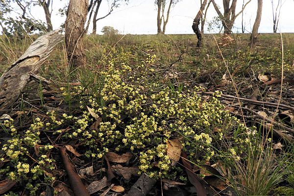 threatened flora by local government area