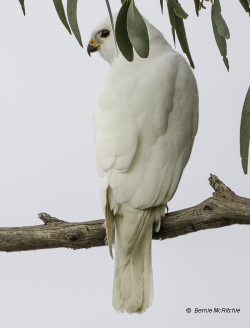 Grey Goshawk