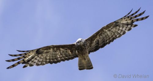 Square-tailed Kite