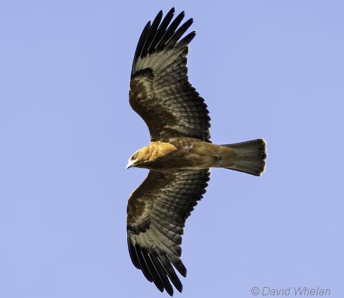 Square-tailed Kite. Images courtesy David Whelan