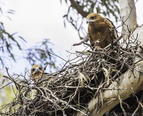 square-tailed kite on nest