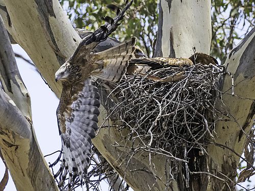 square-tailed kite on nest flying