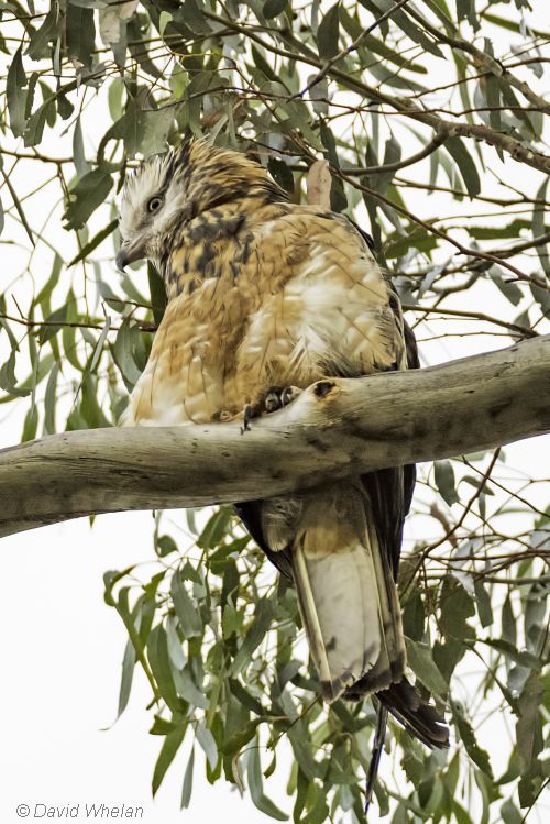 Sqaure-tailed Kite