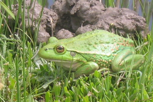 Growling Grass Frog. Image Trevor Graham.