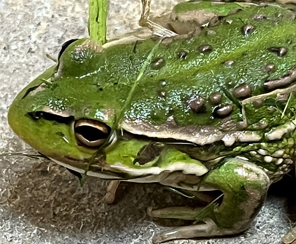 Growling Grass Frog Image: Greg Natale