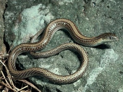 Striped Legless Lizard