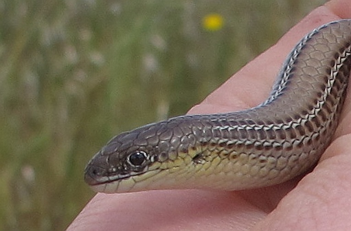 Striped Legless Lizard